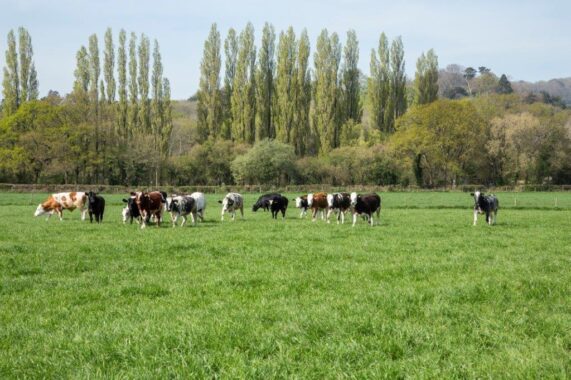 Flexcombe Farm, Liss (6)