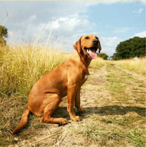 moundsmere farming company paw paddock